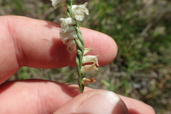 Spiranthes praecox