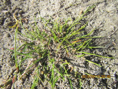 Isolepis basilaris