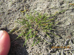 Isolepis basilaris