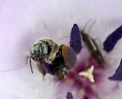 Anthophorula