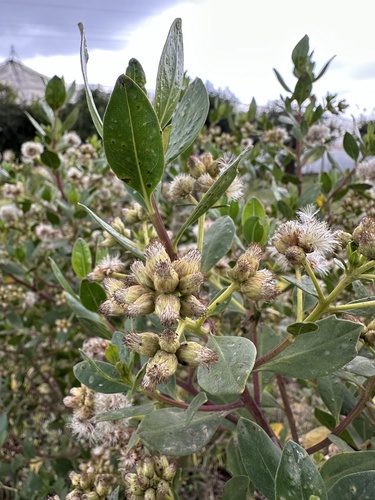 Baccharis macrantha, photograph 5