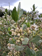Baccharis macrantha, photograph (c) Nicolás Baresch Uribe, some rights reserved (CC BY)