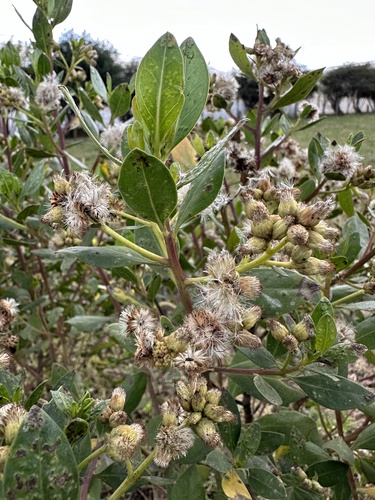 Baccharis macrantha, photograph 6