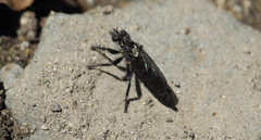 Pritchardia hirtipes