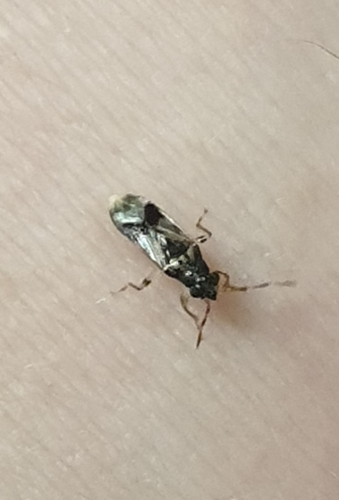 Parathyginus acuminatus