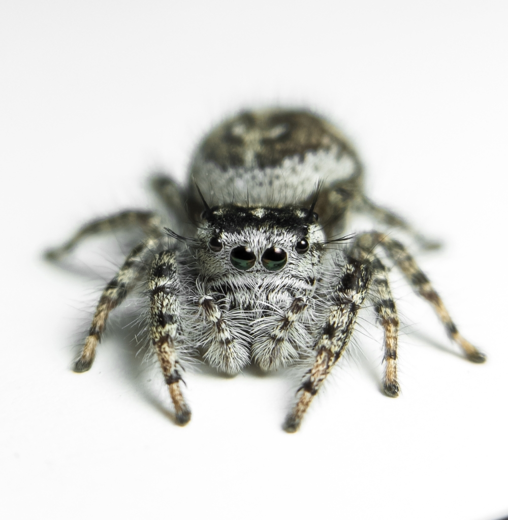 Phidippus pruinosus in February 2024 by Leif · iNaturalist