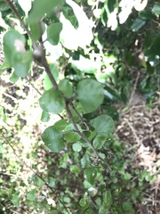 Helichrysum lanceolatum