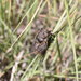 Tibicinoides hesperia - Photo (c) Jeff Cole, algunos derechos reservados (CC BY-NC), subido por Jeff Cole
