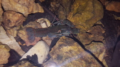 Lacunicambarus nebrascensis