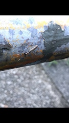 Spilomantis occipitalis