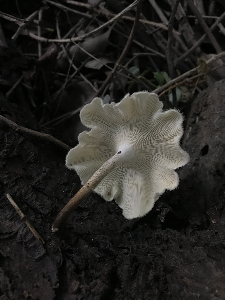 Lentinus crinitus · February 2024 · photo: © tutitah (iNaturalist, cc0)