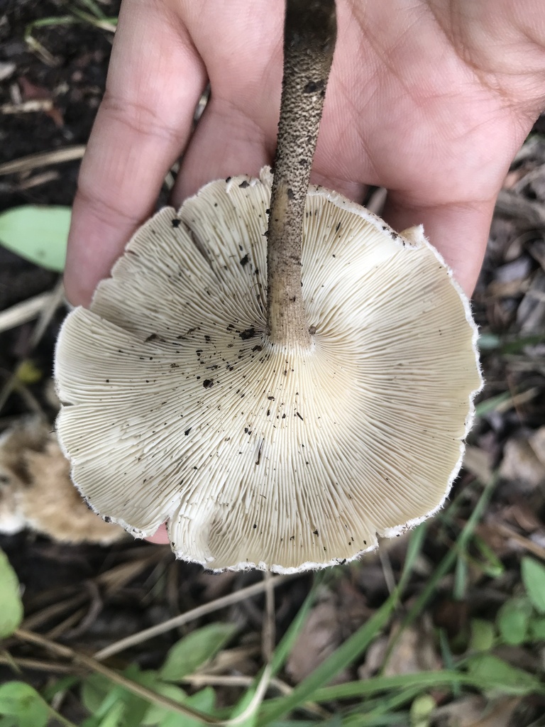 Lentinus crinitus · February 2024 · photo: © tutitah (iNaturalist, cc0)