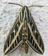 Hyles lineata