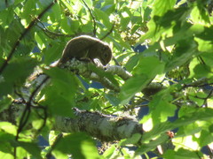 Tamiops maritimus formosanus