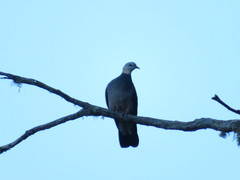 Columba pulchricollis