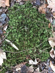 Atrichum altecristatum
