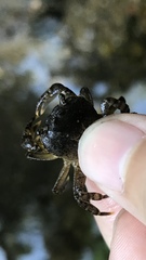 Cryptopotamon anacoluthon