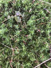 Atrichum altecristatum