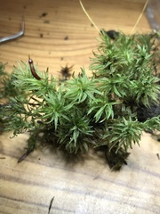 Atrichum altecristatum