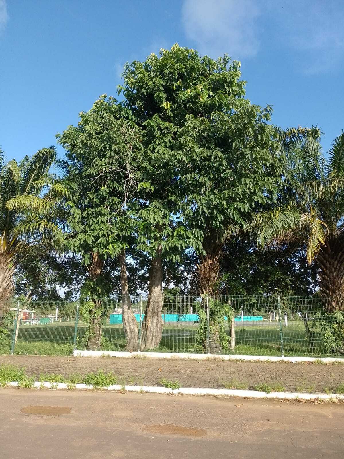 Imagem de Castanha-do-pará
