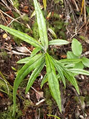 Corokia buddleioides