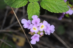 Lantana megapotamica