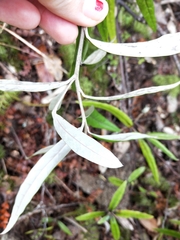 Corokia buddleioides