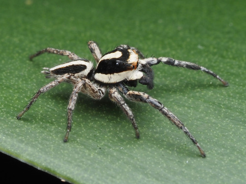 Leptofreya bifurcata