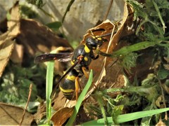 Euodynerus foraminatus