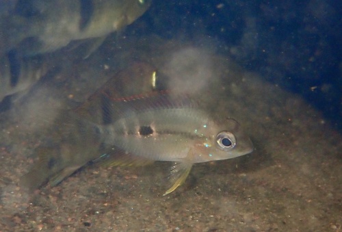 Pastel cichlid (Cribroheros alfari) — Cichlidae