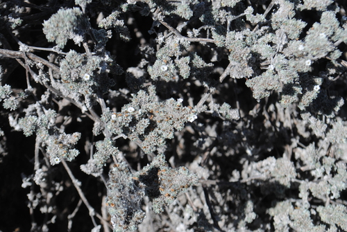 Image of Tiquilia nesiotica by (c) Zihao Wang, some rights reserved (CC BY)