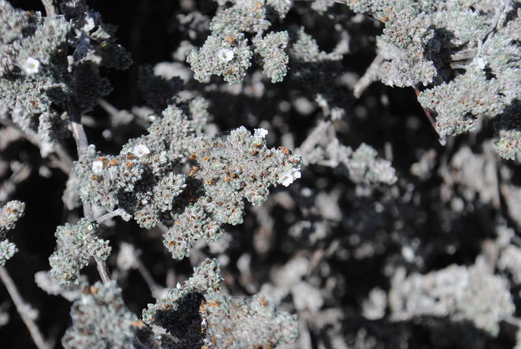 gray matplant