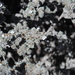 Tiquilia nesiotica - Photo (c) Zihao Wang, algunos derechos reservados (CC BY), subido por Zihao Wang