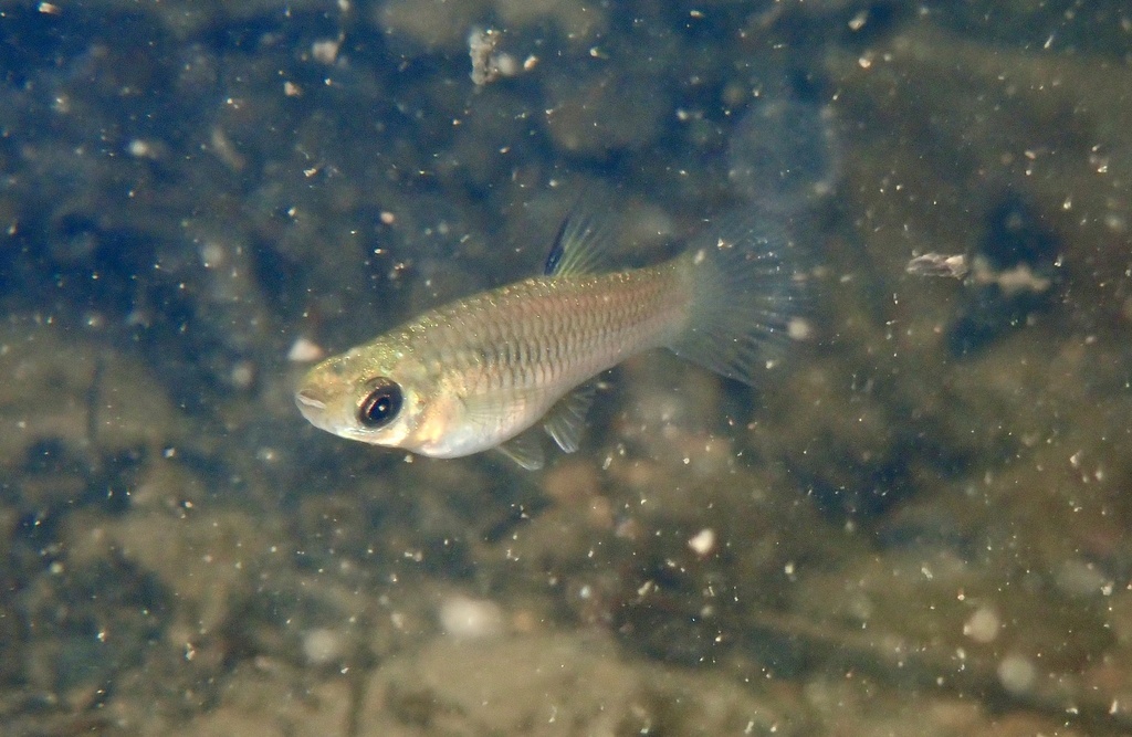 Shadow toothcarp (Xenophallus umbratilis) — Poeciliidae