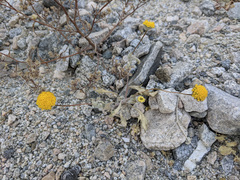 Trichoptilium incisum