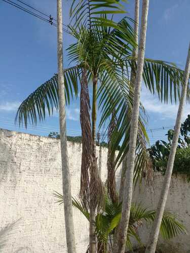 Foto de Açaí