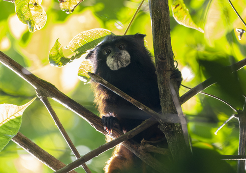 Andean Saddle-back Tamarin