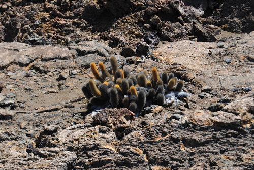 Image of Brachycereus nesioticus by (c) Zihao Wang, some rights reserved (CC BY)