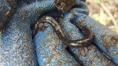 Amphiuma tridactylum