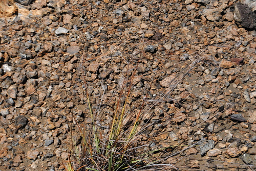 Image of Cyperus anderssonii by (c) Zihao Wang, some rights reserved (CC BY)