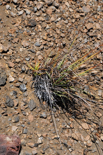 Galápagos sedge (Cyperus anderssonii)