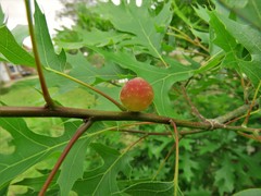 Dryocosmus quercuspalustris