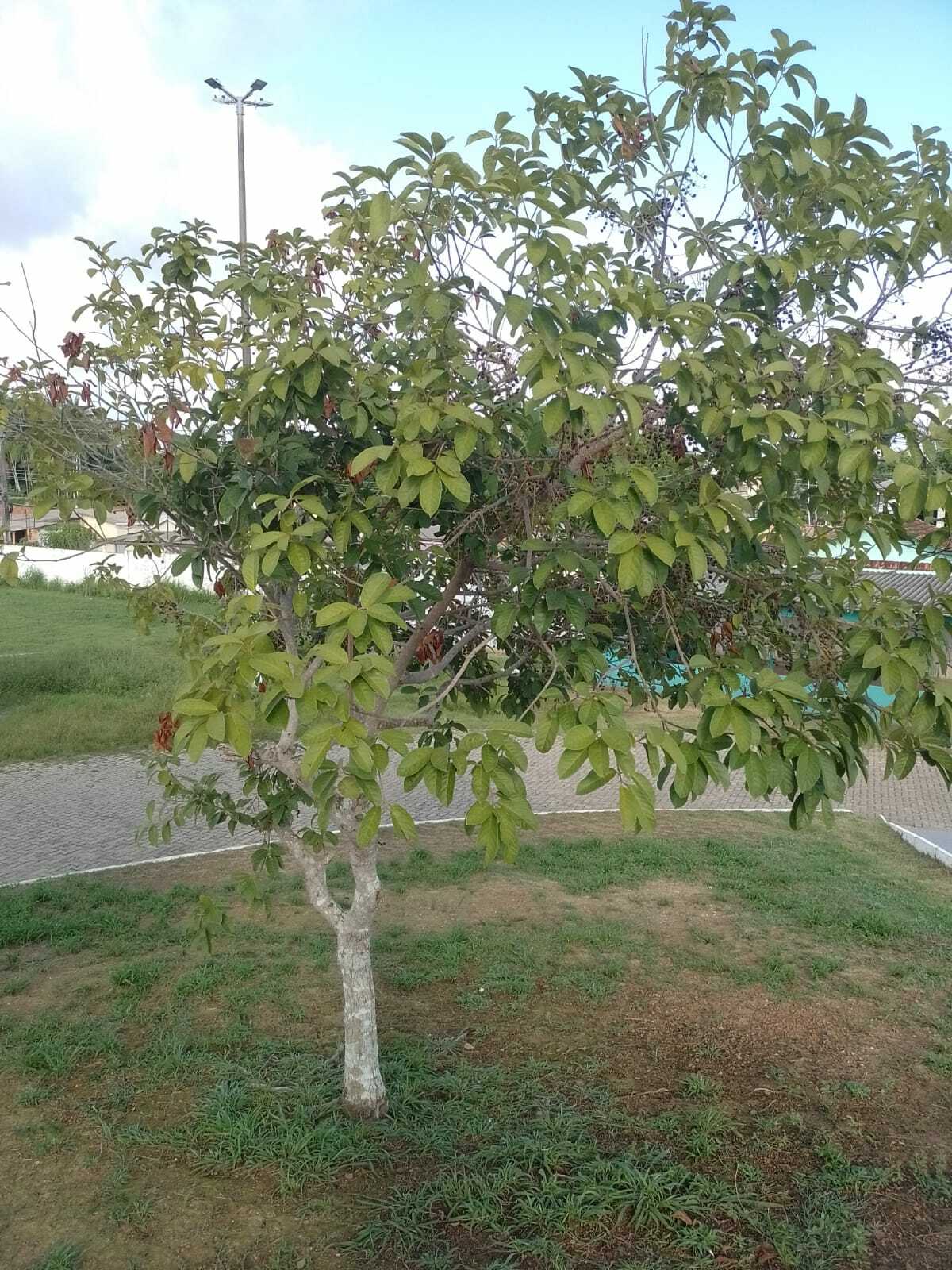 Imagem de Murici-verde