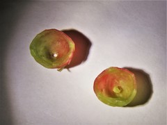 Dryocosmus quercuspalustris