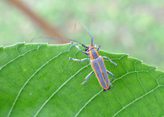 Saperda lateralis