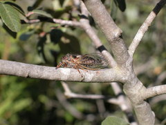Platypedia barbata