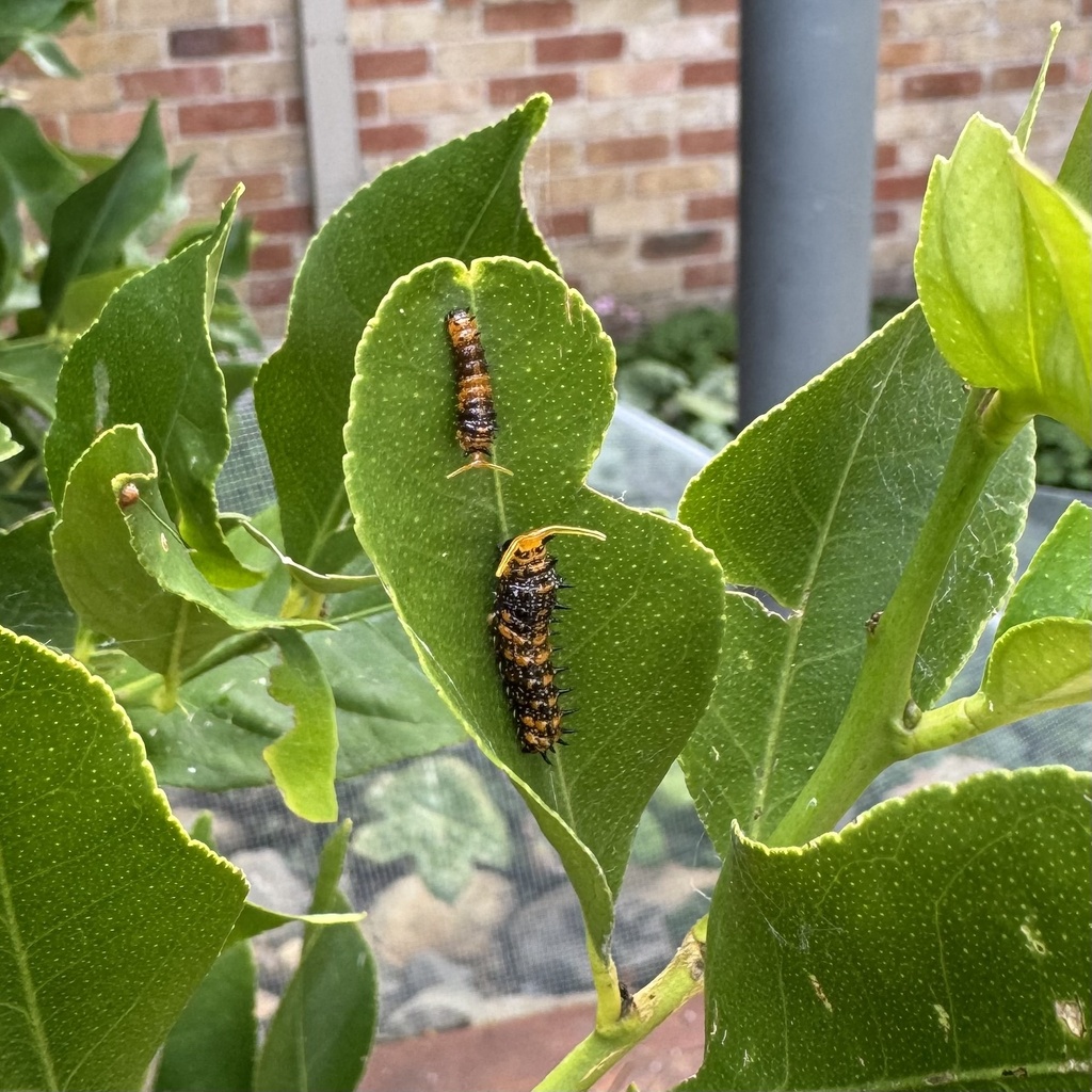 Dingy Swallowtail