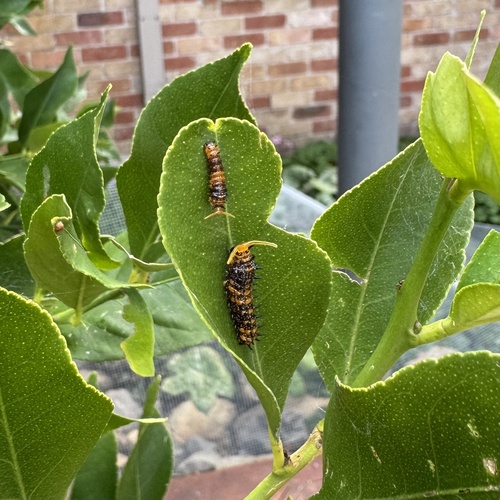 Dingy Swallowtail