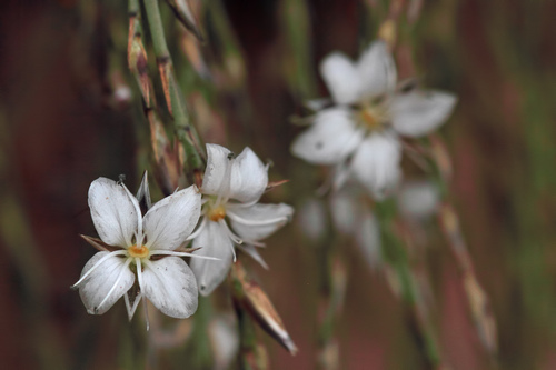 Bufonia calyculata