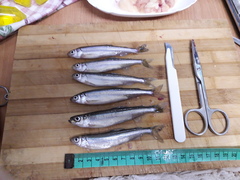 Pond Smelt photo 3